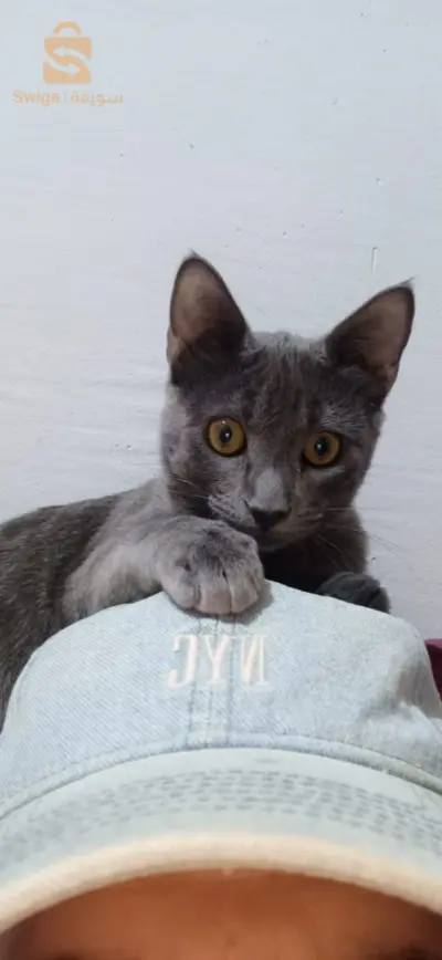 cats 