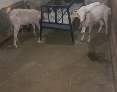 خرفان وماعز 
