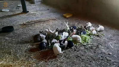 lapins 