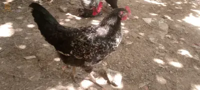 الدجاج بانواعه 