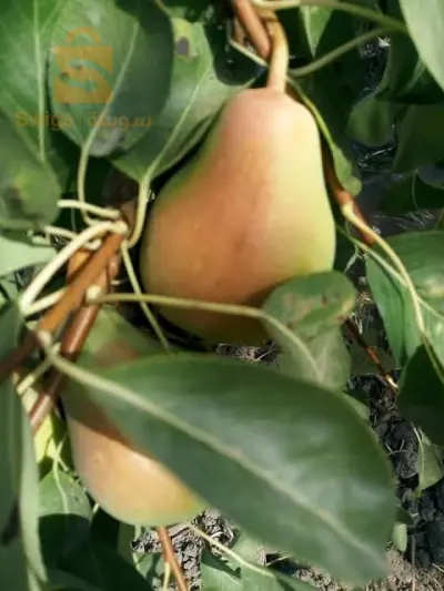 أخرى 