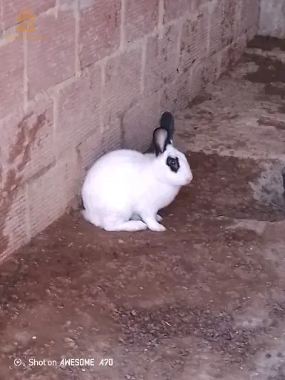 lapins 