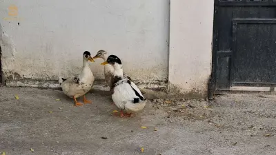البط و الاوز 