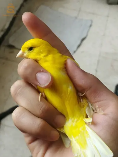 canary 