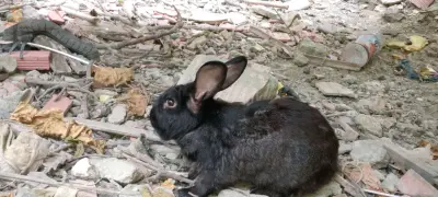 lapins 