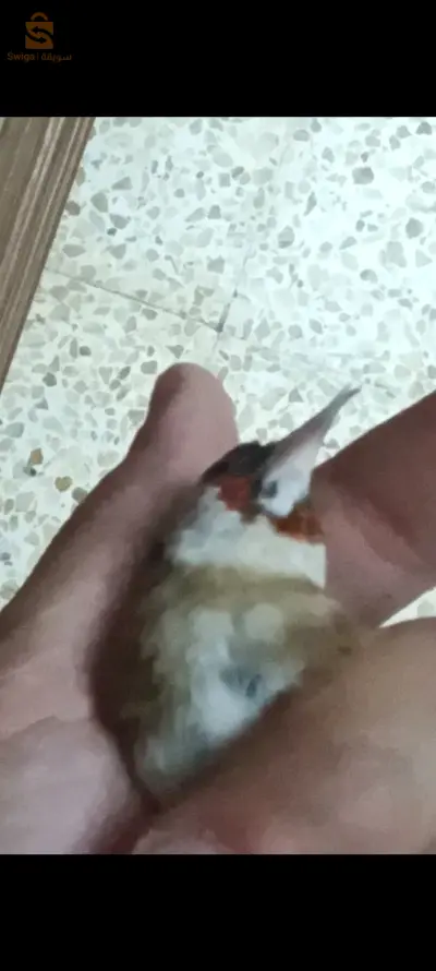 الحسون 