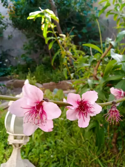 للبيع فلل سكنية عدد الغرف8 16 الجزائر