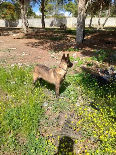 chiens de garde 