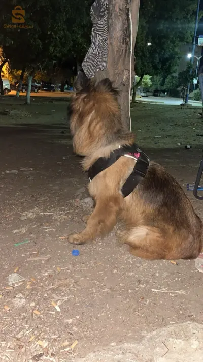 كلاب حراسة 