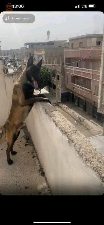 كلاب حراسة 