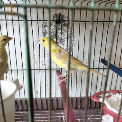 الكناري 