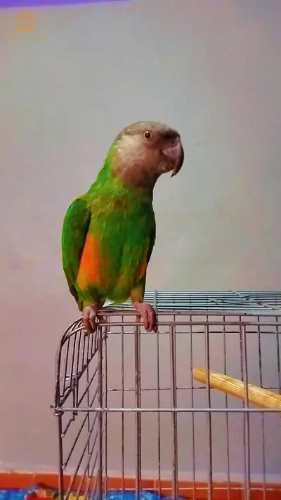 Alexandrine 