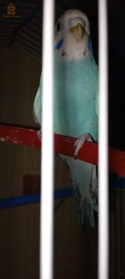البادجي 