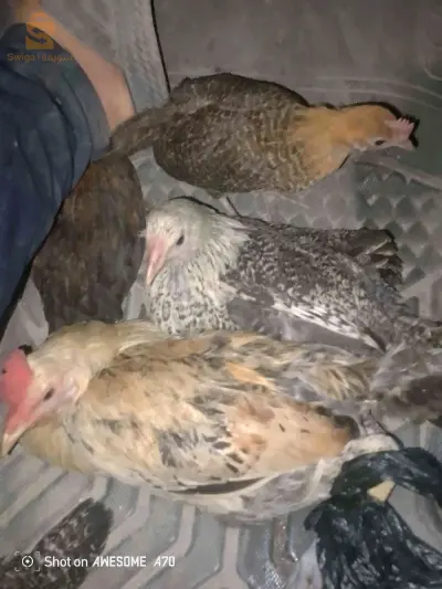 الدجاج بانواعه 