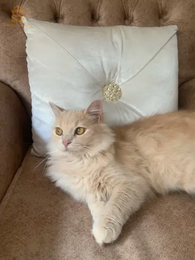 chats 
