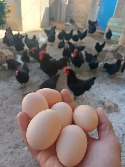 الدجاج بانواعه 