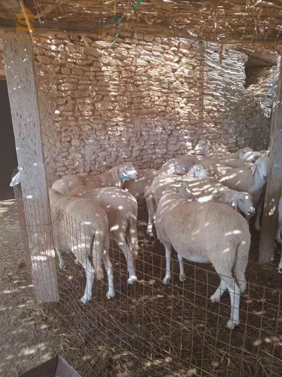 خرفان وماعز 