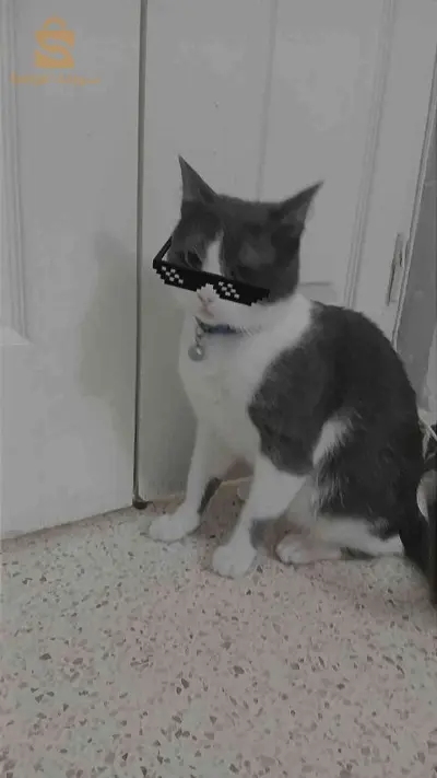 chats 