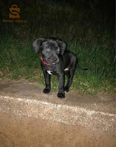 cane corso