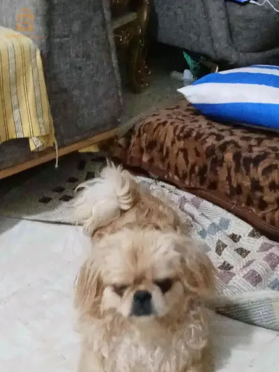 بديس