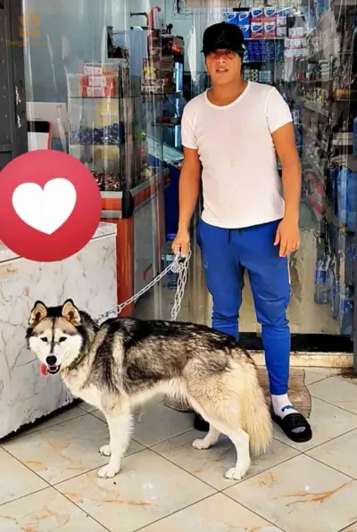 كلب هاسكي