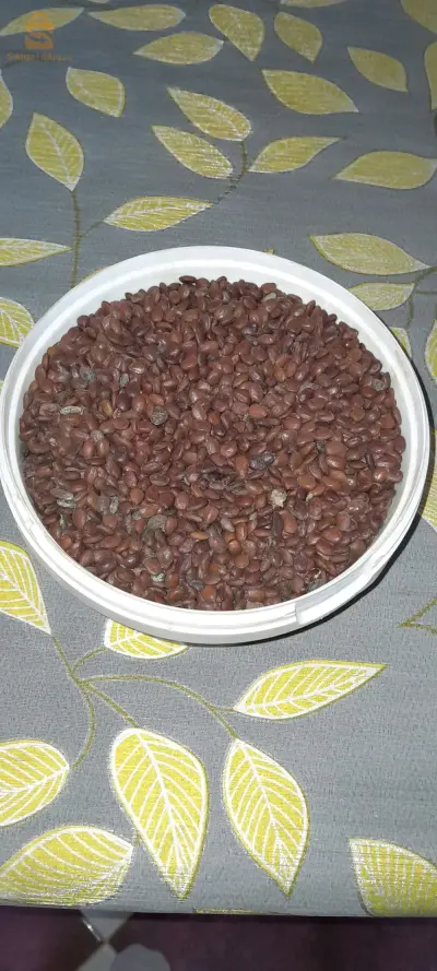 بذور الخروب