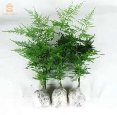 plante - Aspargus setaceus - faux bamboo bonsaï