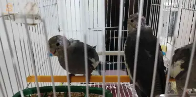 كوبل صغار كالوبسيت.