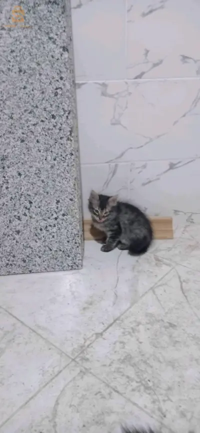 قط للتبني عمرو شهرين ونص
