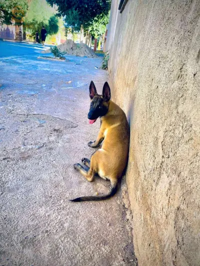 أڨريسيف