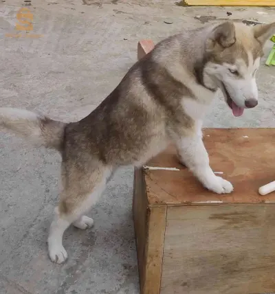 husky