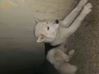كلب هاسكي