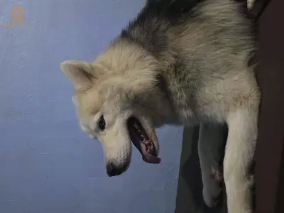 Husky هاسكي