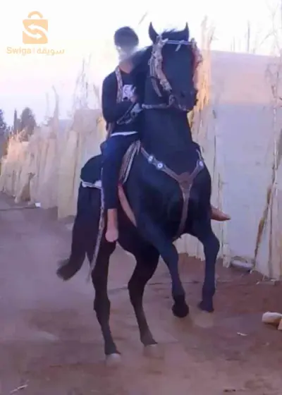 خيل