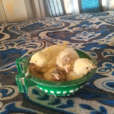 كناري