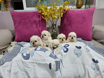 des chiots pékinois