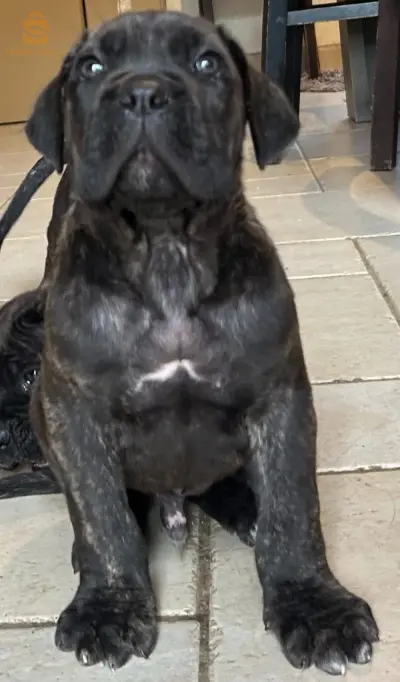 cane corso
