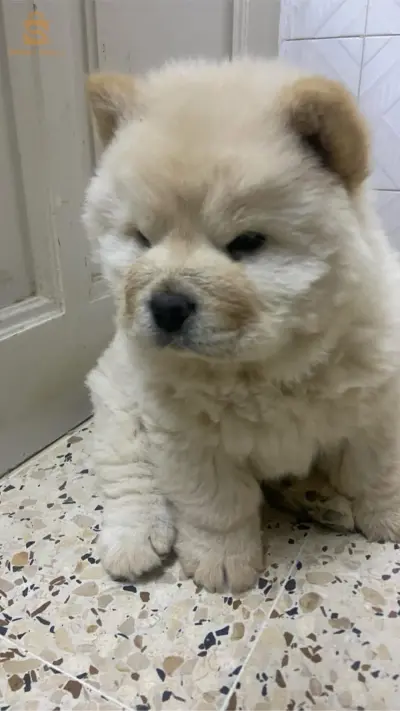 chowchow