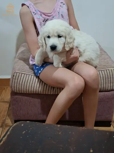 chiots Golden retriever
